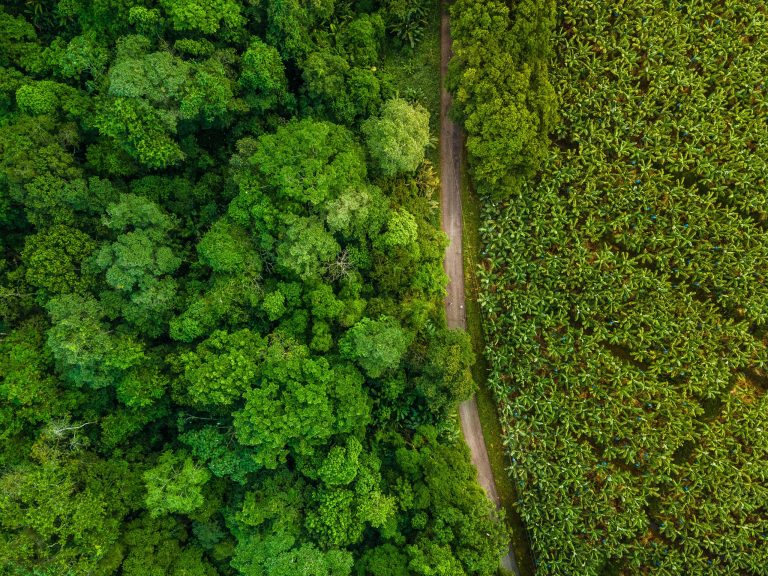 DJI_0109 Copyright Del Monte