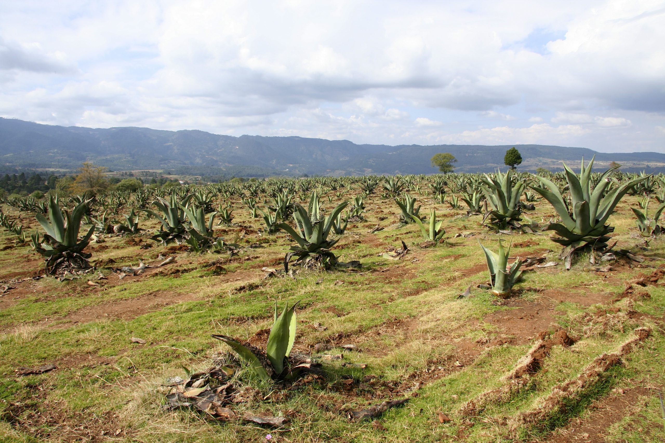 campo-de-plantacion-de-agave-bajo-el-hermoso-cielo-nublado