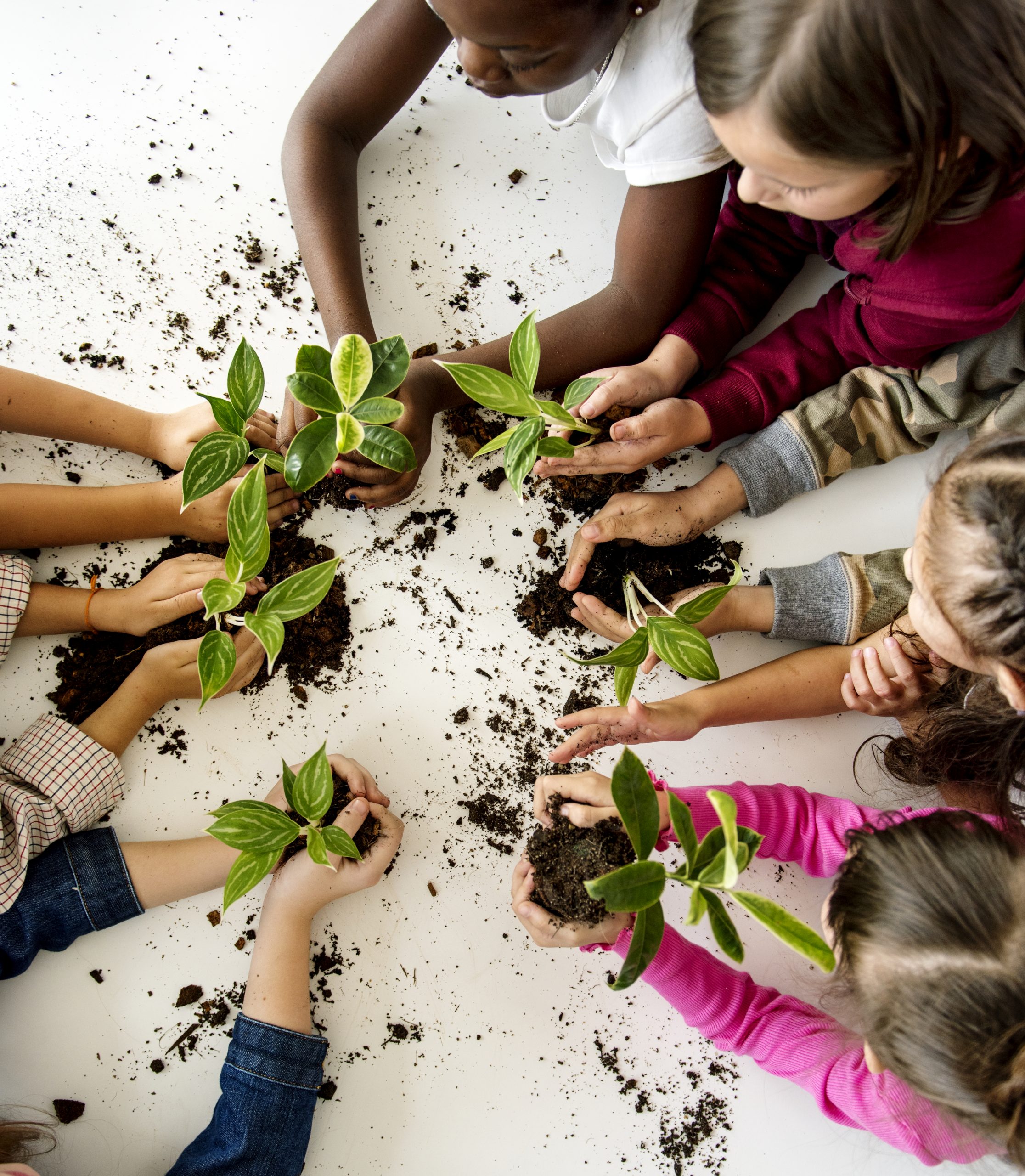 un-grupo-de-escolares-de-primaria-que-plantan-un-arbol-juntos
