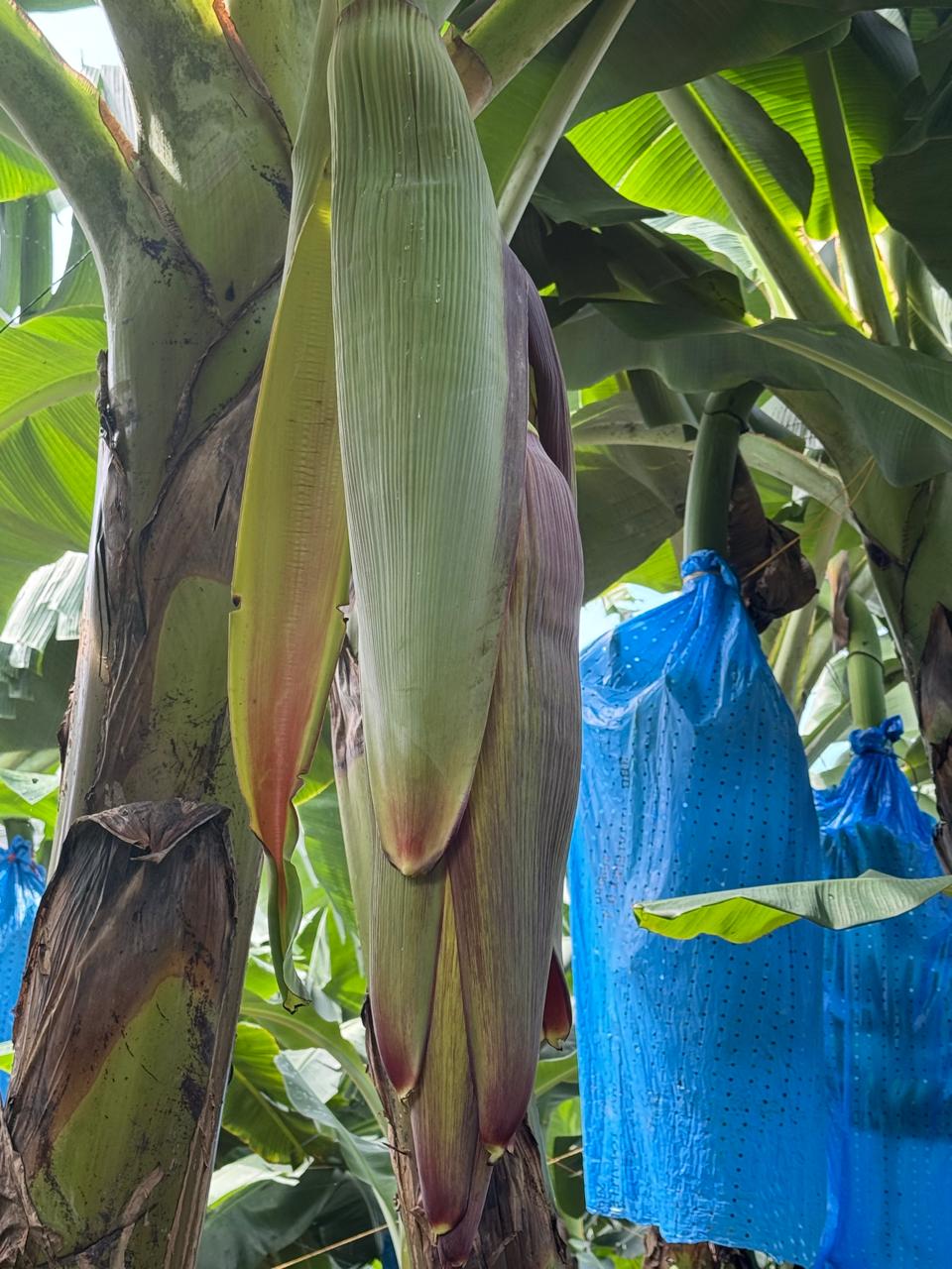 ©WWF Mesoamérica (9)